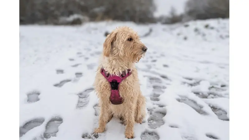 Labradoodle