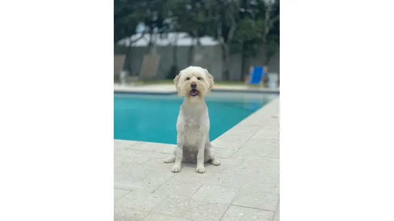 Labradoodle