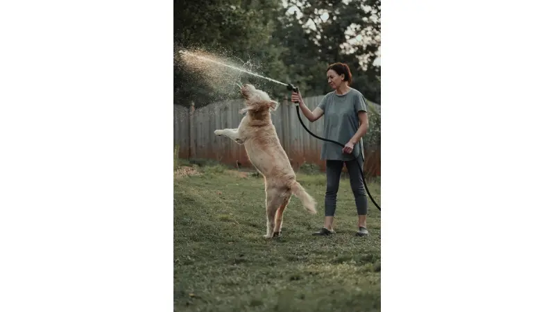 Labradoodle