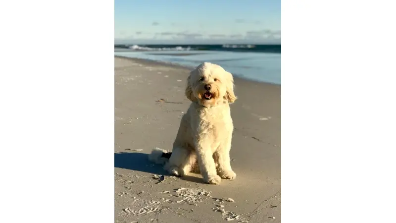 Labradoodle