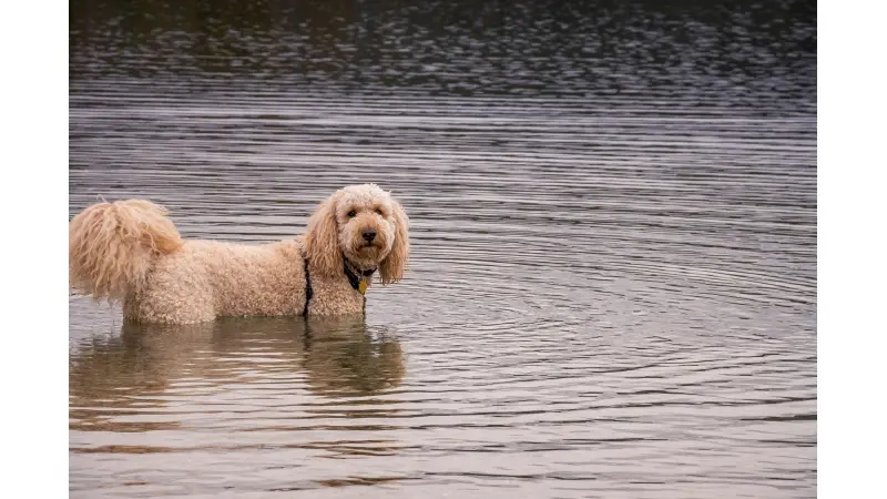 Labradoodle