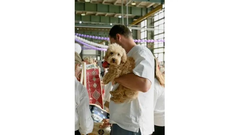 Labradoodle